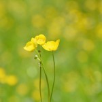 Wort zur Woche vom 25.05.2015 – Der kommende Sonntag heißt Trinitatis