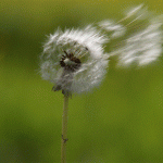 Wort zur Woche vom 18.05.2015 – „Dieses Pfingsten haben Sie eventmäßig vollkommen verpennt.“