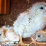 Wort zur Woche vom 10.04.2017 – Osterwunder