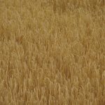 Wort zur Woche vom 24.05.2020 – Zum Weltbauerntag am 01. Juni 2021