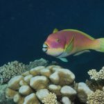 Wort zur Woche vom 18.02.2019 – Leider kein Märchen