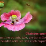 Wort zur Woche vom 15.06.2020 – Verschnaufpause