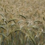 Wort zur Woche vom 08.03.2021 – Weizenkörner säen